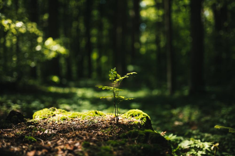 Jeune pousse arbre